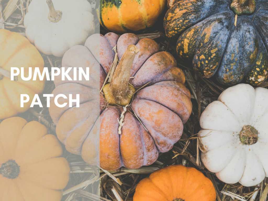 Pumpkin Patch in Chicago