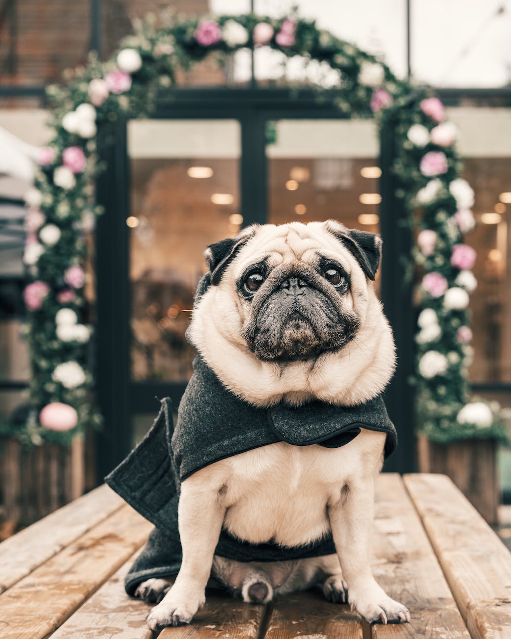 a wrinkly pug sitting in a wooden table