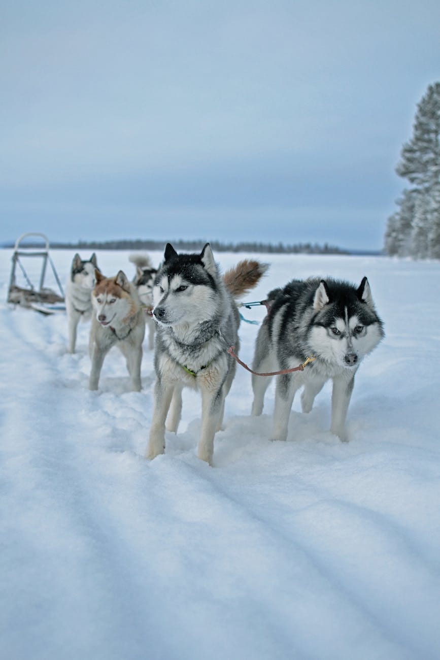 siberian huskies pulling a sled